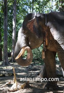 ミャンマー　Phee Kyaw Elephant Camp