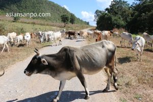 ミャンマー　奥インレー　牛
