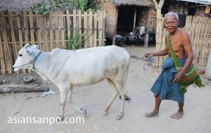 ミャンマー　タウングー　牛