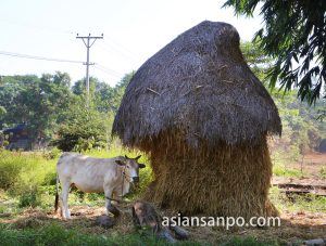 ミャンマー　パアン　牛