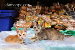 ミャンマー　コータウン　猫