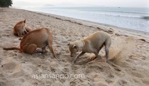 ミャンマー　マウンマガンビーチ　犬