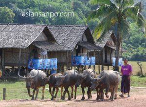 ミャンマー　ベイーボーピン　農家