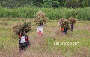ミャンマー　ベイーーボーピン　農作業