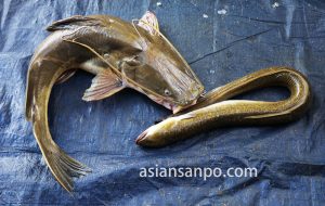 ミャンマー　パアン　市場　魚