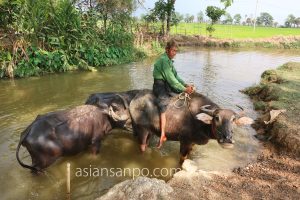 ミャンマー　ヤンゴンーネピドー　水牛