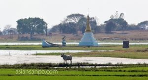 ミャンマー　シュエボー　牛