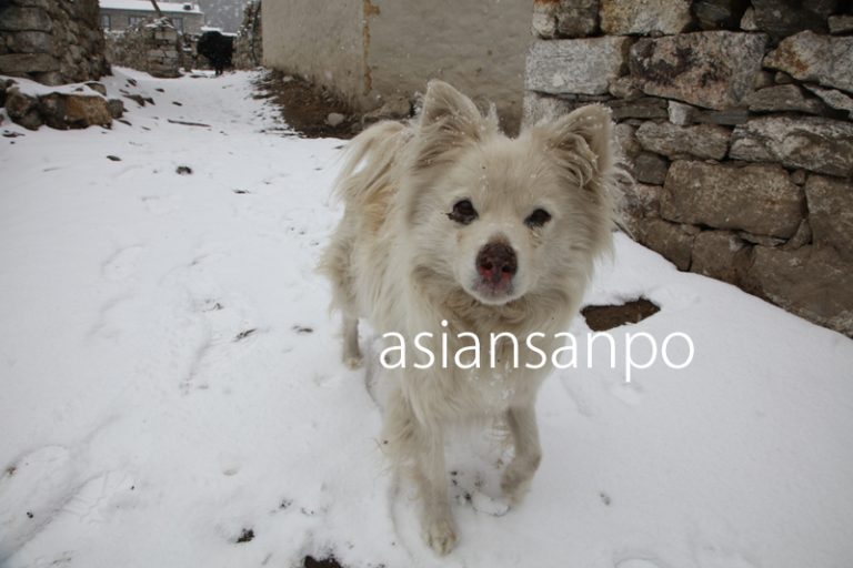 ネパール　エベレスト街道　クンデ　雪　犬
