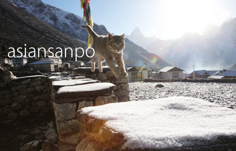 ネパール　エベレスト街道　クンデ　子猫