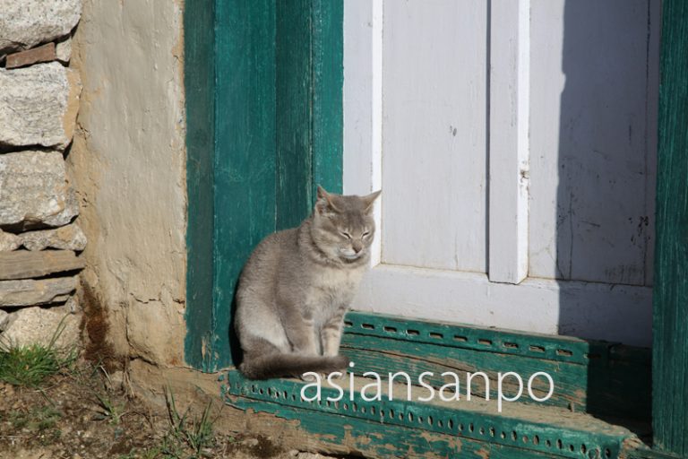 ネパール　エベレスト街道　クンデ　子猫
