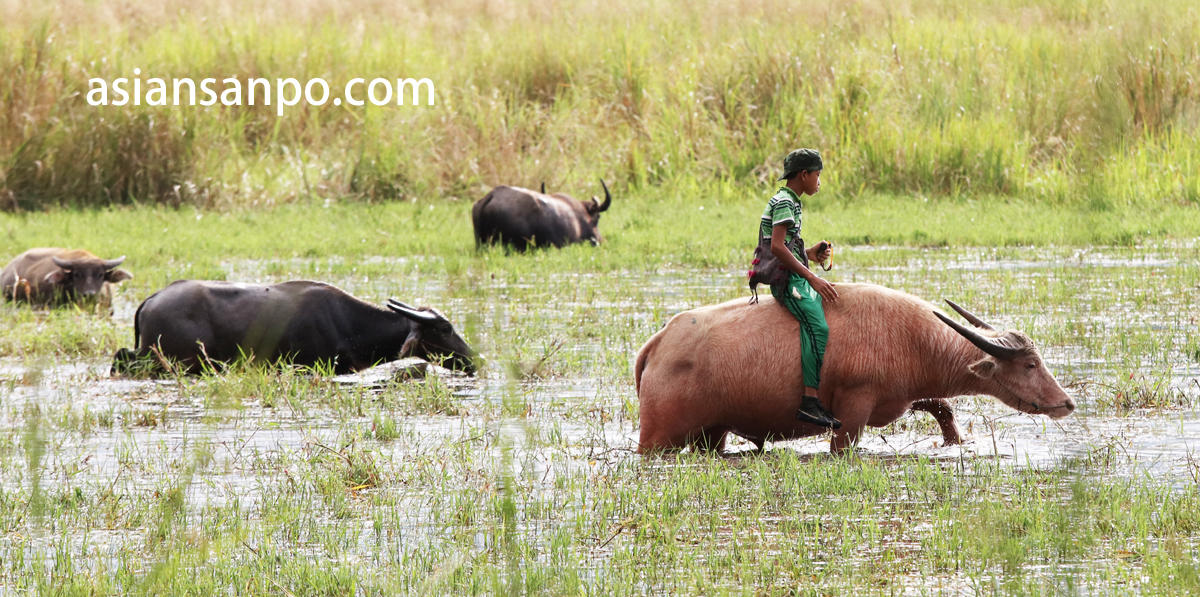 インレー湖周辺 asiansanpo