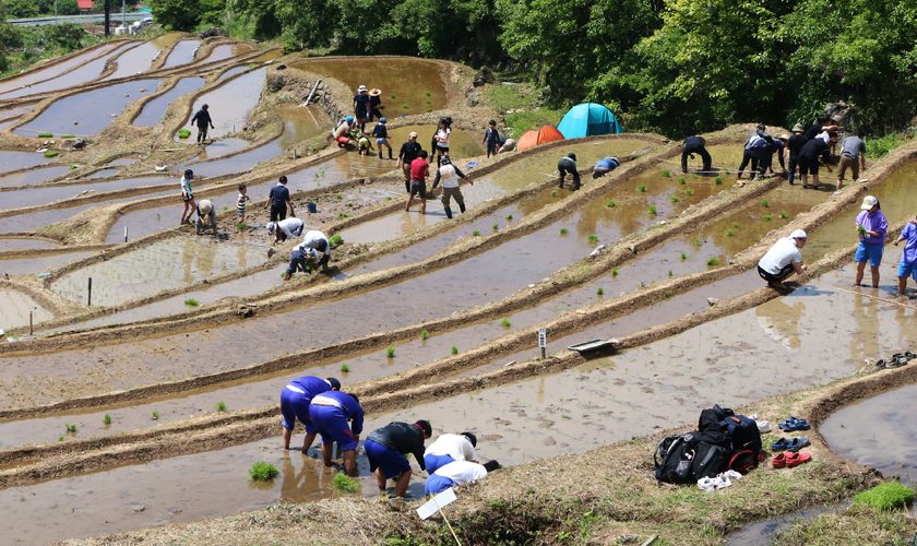 伊豆　松崎町　石部棚田　田植え