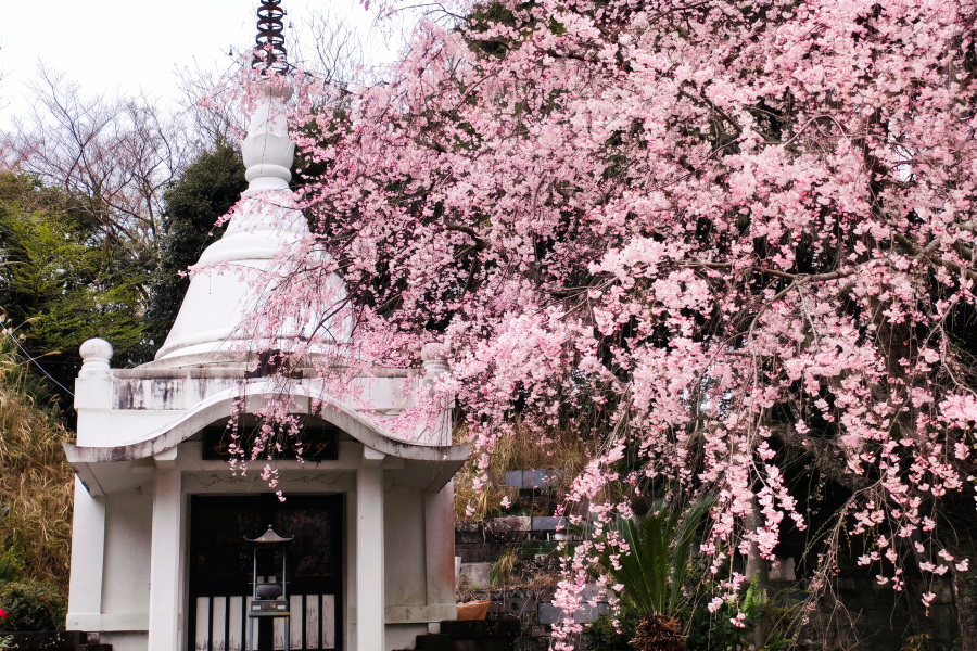 妙蔵寺